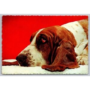 Vintage Basset Hound Postcard Champion Hangover Walton NY Scalloped Edge